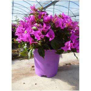 Bougainvillier arbustif Alexandra en pot, fleurs rose vif, plante en pot.