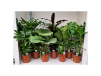 Clathea rufi / Dieffenbachia Tropic assortiert Ø 19 cm / 1 Stk.