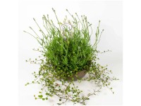 Lavendel Lavandula angustiflia Keramik-Schale Ø 23 cm
