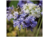 Grow by OBI Agapanthus Mixed 3 Stk. Grow by OBI Agapanthus Mixed 3 Stk.