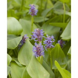 Giacinto d'acqua (Pontederia cordata) con fiori blu e foglie verdi in vaso.