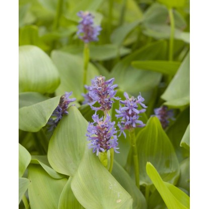 Broyère Bleu Pot-Ø env. 9 cm Pontederia cordata