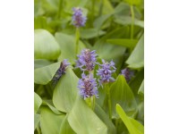 Hechtkraut Blau Topf-Ø ca. 9 cm Pontederia cordata