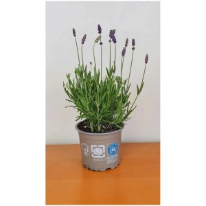 Lavendel Lavandula angustifolia 'Hidcote Blue' im 12 cm Topf, eine duftende Stehpflanze.