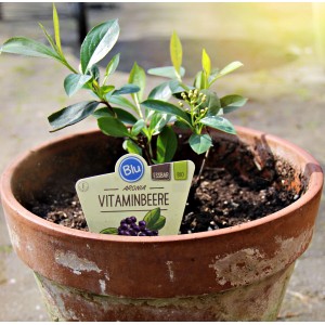 Aronia prunifolia (Aronia) in vaso, ca. 12 cm Ø. Bacche ricche di vitamine per giardino e balcone.