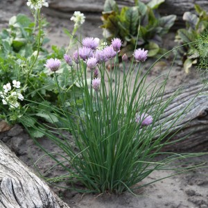 Ciboulette bio Blu avec fleurs violettes en pot, herbe aromatique.