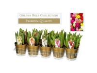 Tulpe Tulipa verschiedene Farben Topf Ø 12 cm / 1 Stk.