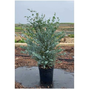 Eucalyptus gunnii en pot, env. 60-80 cm de haut, avec des feuilles rondes bleu-vert.
