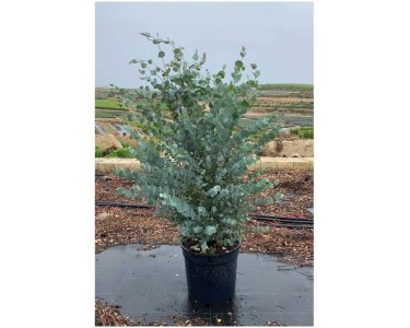 Eukalyptus-Busch Eucalyptus gunii Topf Ø ca. 30 cm kaufen bei OBI