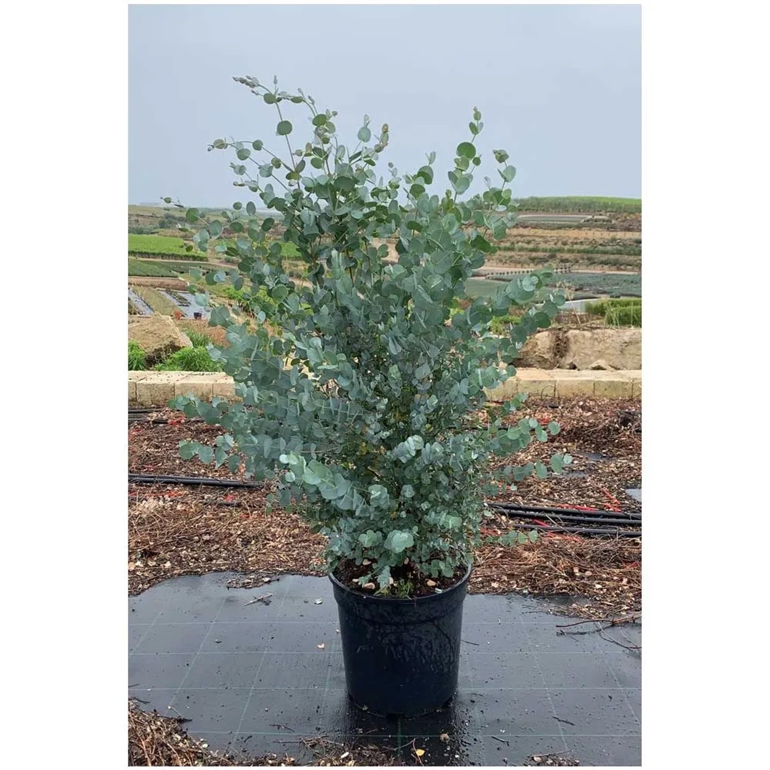 Eukalyptus kaufen bei OBI
