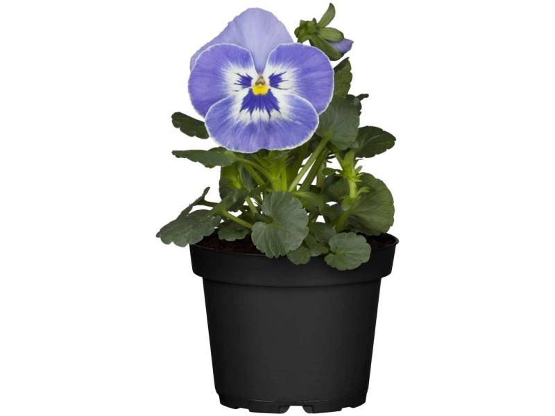 GROW by OBI Stiefmütterchen Viola wittrockiana Topf Ø 10,5 cm kaufen