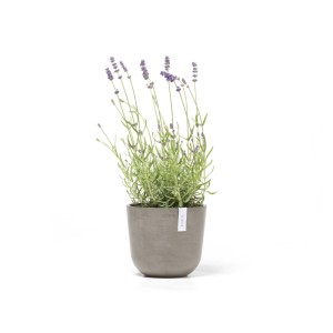 Pot de fleurs Ecopots Oslo Mini, gris-brun, 19x16,5cm, planté de lavande.