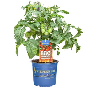 Plant de tomate en pot (Ø 19cm) avec tomates vertes, idéal pour balcon & BBQ. Herbes aromatiques de Kiepenkerl.