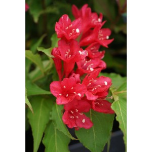 Gros plan sur les fleurs rouge vif du Weigelia 'Red Prince' avec des feuilles vertes.