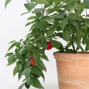 Blu Albero di peperoncino in vaso (Ø 12cm) con foglie verdi e peperoncini rossi.