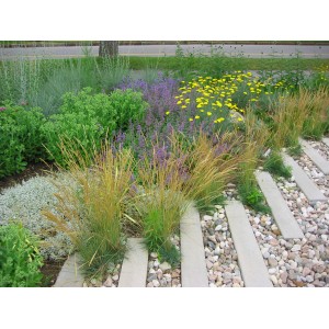 Chemin de jardin coloré avec gravier Rhein Bunt (40-80 mm) entre dalles de béton et végétation luxuriante.