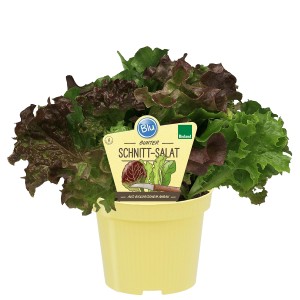 Blu laitue à couper bio en pot, feuilles vertes et rouges. Salade fraîche à récolter soi-même.