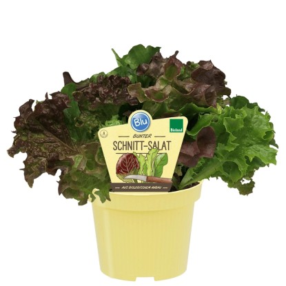 Blu Salade à couper bio Lactuca sativa pot d'environ 12 cm de diamètre