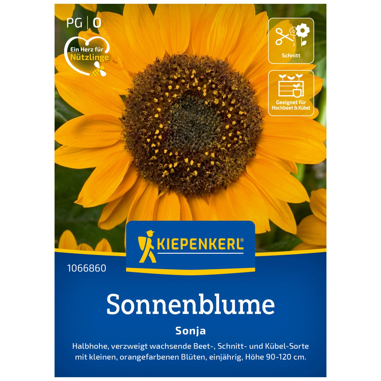 30+ Liepenkerl Staudensonnenblume, Diese kompakte schönheit vereint