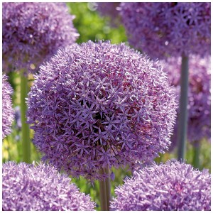 Gros plan d'une fleur d'oignon d'ornement violet Globemaster, env. 80 cm de haut.