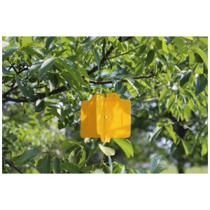 Piège jaune Rebell Amarillo pour la réduction de l'infestation sur un arbre avec des feuilles vertes.