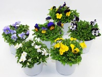 Hornveilchen Viola cornuta Topf Ø 14 cm