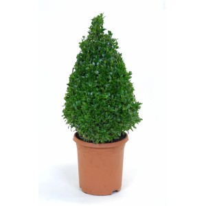 Bosso a forma di cono (Buxus sempervirens) in vaso, altezza circa 30 cm.