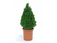 Buchsbaum-Kugel Buxus sempervirens Topf 19 cm / Höhe 30 cm