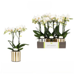 Phalaenopsis Optimost Helios 2-Trieber Keramiktopf Ø 12 cm / Höhe 45 cm