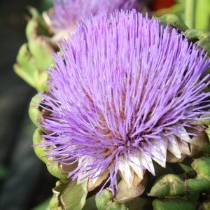 Gros plan d'un artichaut potager en fleurs avec des fleurs violettes en pot.