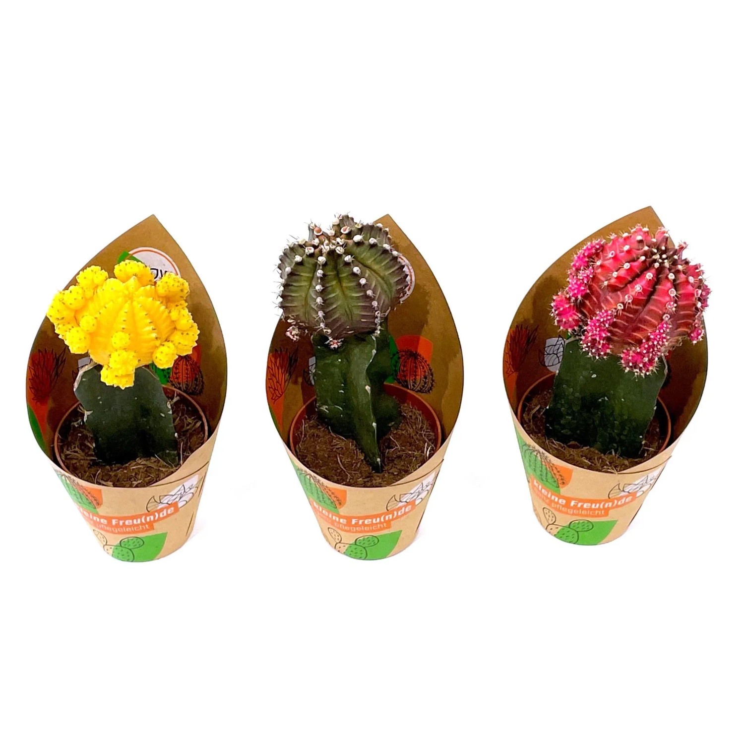 saguaro kaktus kaufen Shop 'Saguaro Cactus - Carnegiea gigantea' Care and Growing Guide