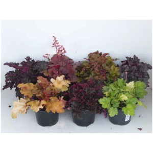 Mix di piante perenni in vaso, vari tipi e colori, ad es. Heuchera, Echinacea e Coreopsis.