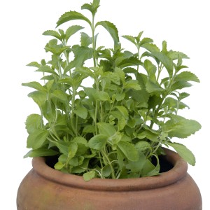 Blu Bio-Süßkraut Stevia en pot, une plante aromatique de cuisine aux feuilles vertes.