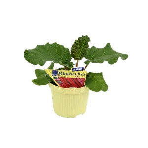Plant de rhubarbe en pot (Ø 12cm) avec feuilles vertes et tiges rouges.
