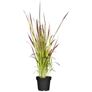 Herbe rouge Red Baron en pot, graminée ornementale à feuilles vertes et rouges pour massifs et jardins.
