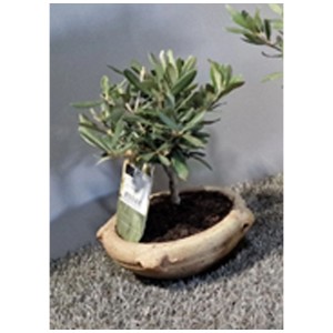 Olivo Olea europaea come alberello in ciotola anfora, Ø 20 cm.