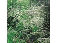 China-Schilf Hermann Müssel Miscanthussinensis Topf 15 l China-Schilf Hermann Müssel Miscanthussinensis Topf 15 l