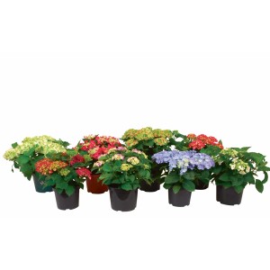 Hortensias Hydrangea macrophylla de différentes couleurs en pot.