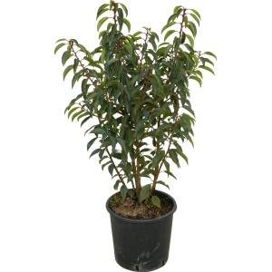 Lauro portoghese Angustifolia in vaso, foglie verdi e steli rossi.