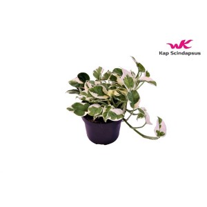 Pothos 'N Joy' en pot, plante verte décorative avec des feuilles blanches et vertes.