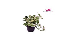 Efeutute N Joy Epipremnum aureum Topf Ø ca. 12 cm