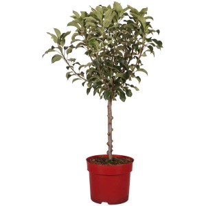 Zwergapfelbaum 'Pumila' im Topf (7,5 l) mit grünen Blättern und rotem Topf.