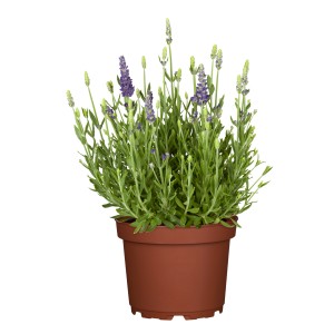 Vraie lavande violette en pot (environ 19cm Ø). Lavandula angustifolia aromatique.