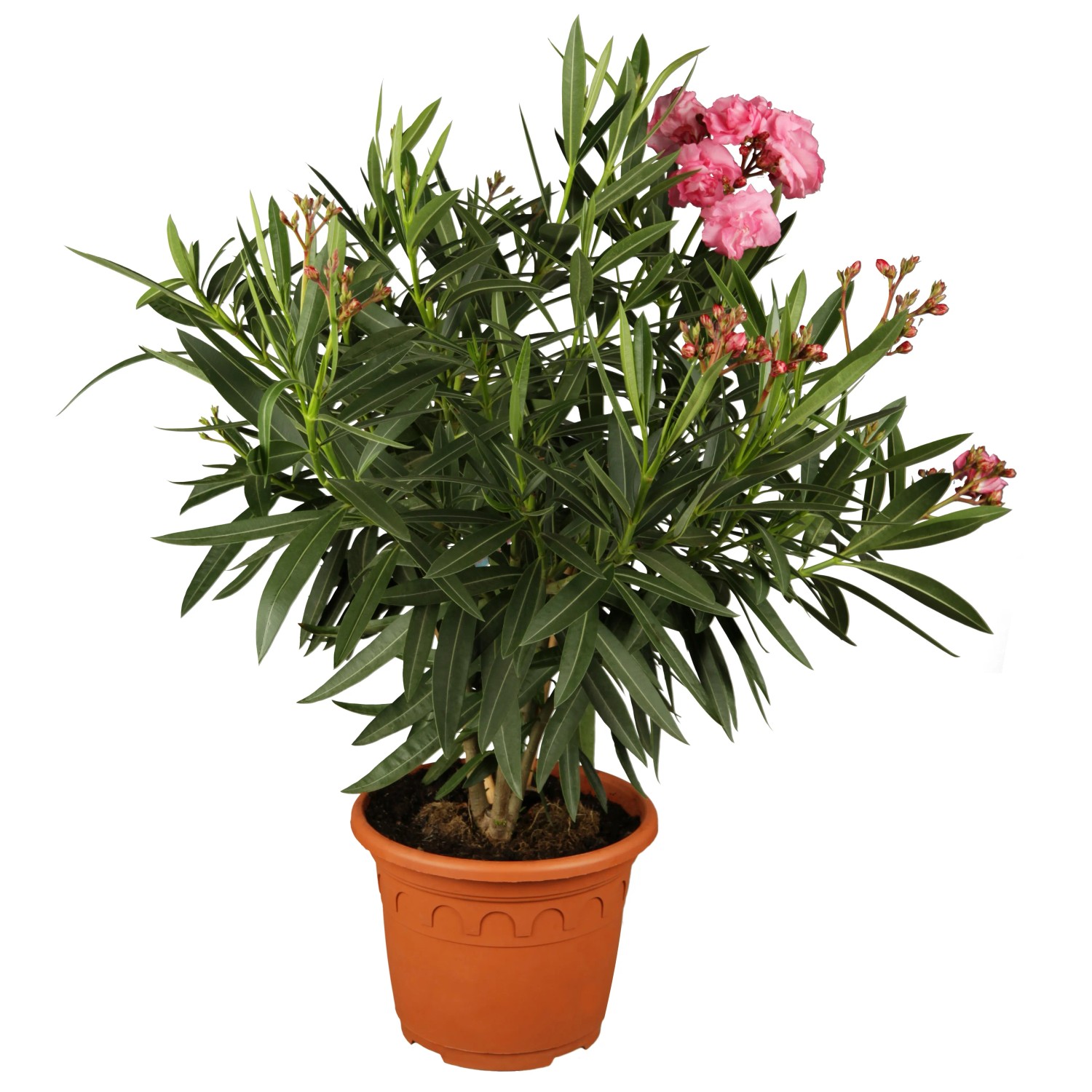 3 Piante Di Oleandro In Vaso ø9cm | Nerium Oleander | Colori Variabili | Ideale Per Giardini E Balconi - Foto 2