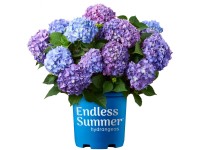 Bauernhortensie Hydrangea macrophylla Endless Summer Topf Ø 23 cm / Höhe: ca. 40