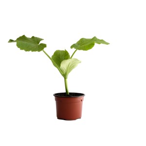 Plant de courge biologique en pot (9 cm) avec des feuilles vertes, idéal pour le jardin ou le balcon.