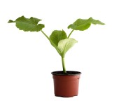 Speisekürbis Bio Topf-Ø 9 cm