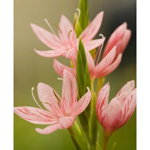 Dettaglio di gladiolo palustre rosa "Mrs. Hegarty" con fiori striati.