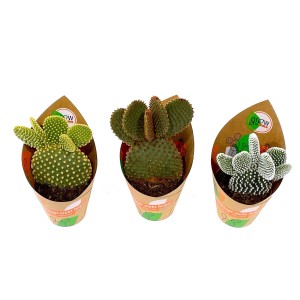 GROW by OBI Mix di cactus fico d'India, set da 3 in vaso (Ø 8,5cm). Assortimento di cactus Opuntia.