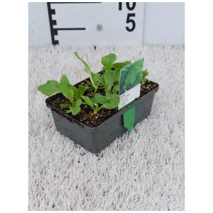Mélange de plants de légumes et de salades en barquette de 6, jeunes plants pour plates-bandes ou châssis.